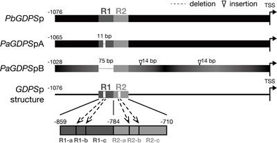 A Dual Repeat Cis-Element Determines Expression of GERANYL DIPHOSPHATE SYNTHASE for Monoterpene Production in Phalaenopsis Orchids